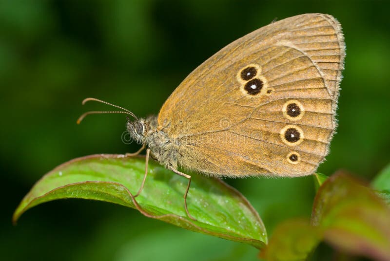 Aphantopus hyperantus stock images