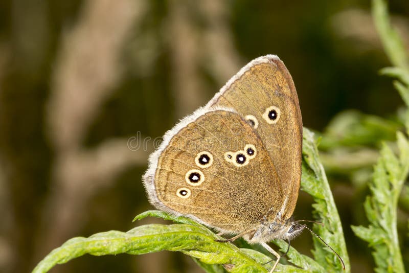 Aphantopus hyperantus, Ringlet butterfly from Lower Saxony, Germany royalty free stock photography