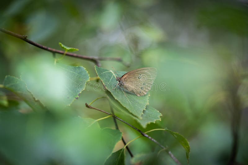 Aphantopus hyperantus sits on a leaf of a tree stock images