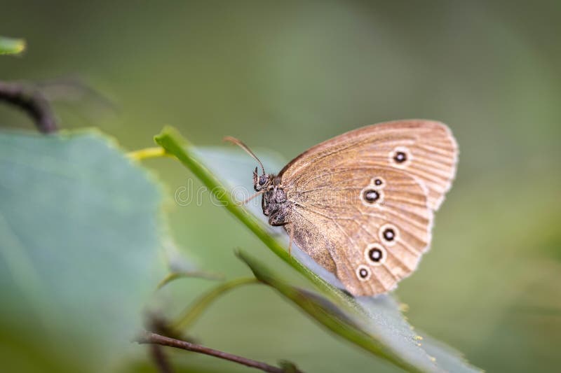 Aphantopus hyperantus sits on a leaf of a tree royalty free stock photography