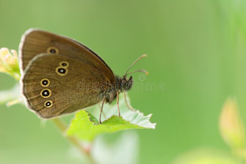 Aphantopus hyperantus waiting on a leaf stock image