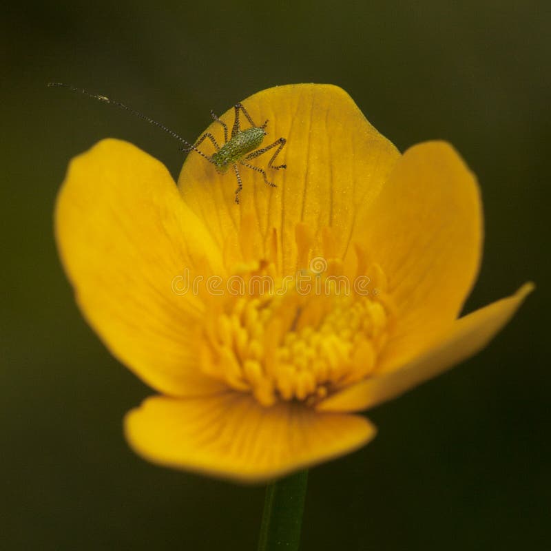 Aphid on marsh marigold stock image. Image of insects 53478051