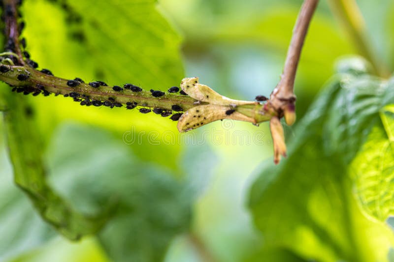 Aphids, Black Fly (black Bean Aphids, Blackfly) on Leaves. Stock Photo ...