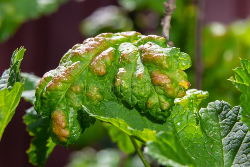 Aphids Curled Foliage, Close Up Leaf Curled on Cherry Tree, Prunus Sp, Caused by Black Cherry