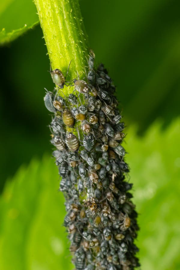 Aphids Curled Foliage, Close Up Leaf Curled on Cherry Tree, Prunus Sp