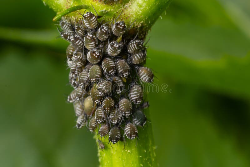 Aphids Curled Foliage, Close Up Leaf Curled on Cherry Tree, Prunus Sp