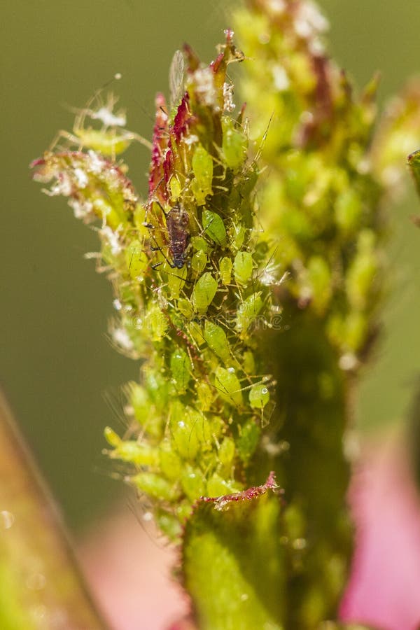 aphids imagens de stock royalty free aphids imagens de stock royalty free