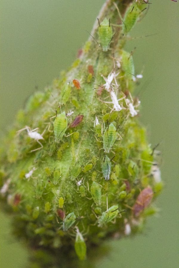 aphids foto de stock aphids foto de stock