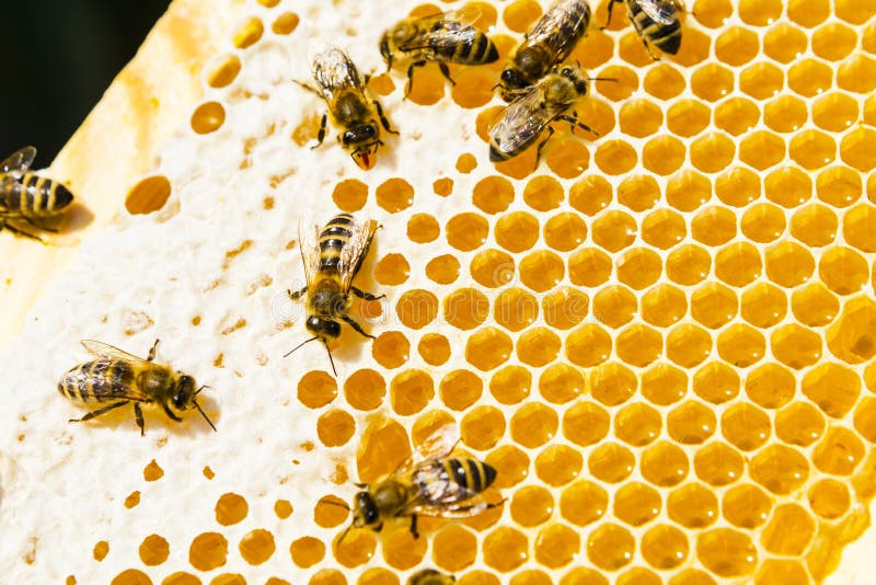 Api sui honeycells fotografie stock Api sui honeycells fotografie stock