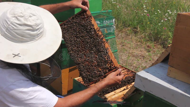 Apiarist, beekeeper проверяет пчел на рамке сота деревянной