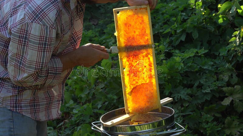 Apicoltore taglia la cera di un favo con miele stock footage