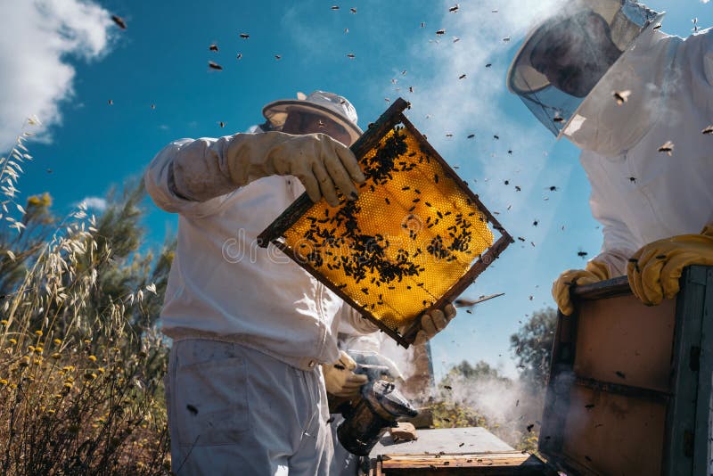 Apicoltori che lavorano per la raccolta del miele. concetto di apicoltura biologica.