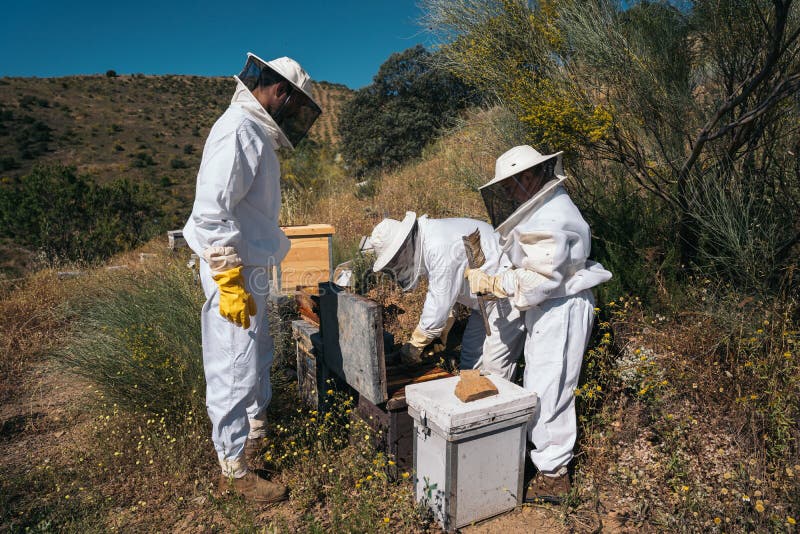 Apicoltori che lavorano per la raccolta del miele. concetto di apicoltura biologica. fotografia stock libera da diritti