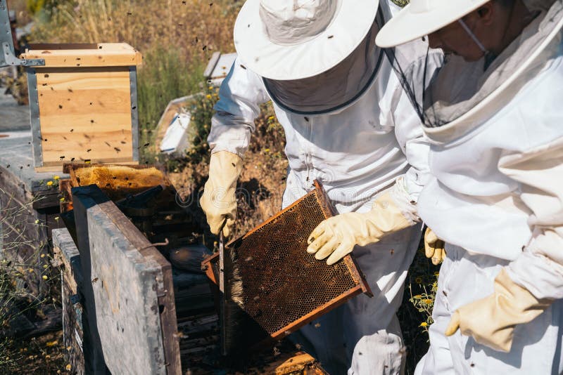 Apicoltori che lavorano per la raccolta del miele. concetto di apicoltura biologica. immagine stock libera da diritti