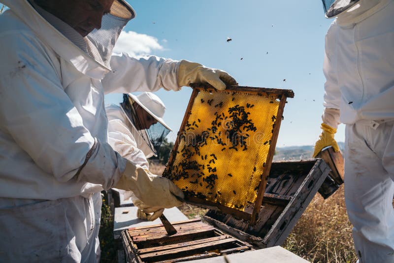 Apicoltori che lavorano per la raccolta del miele. concetto di apicoltura biologica. immagini stock libere da diritti