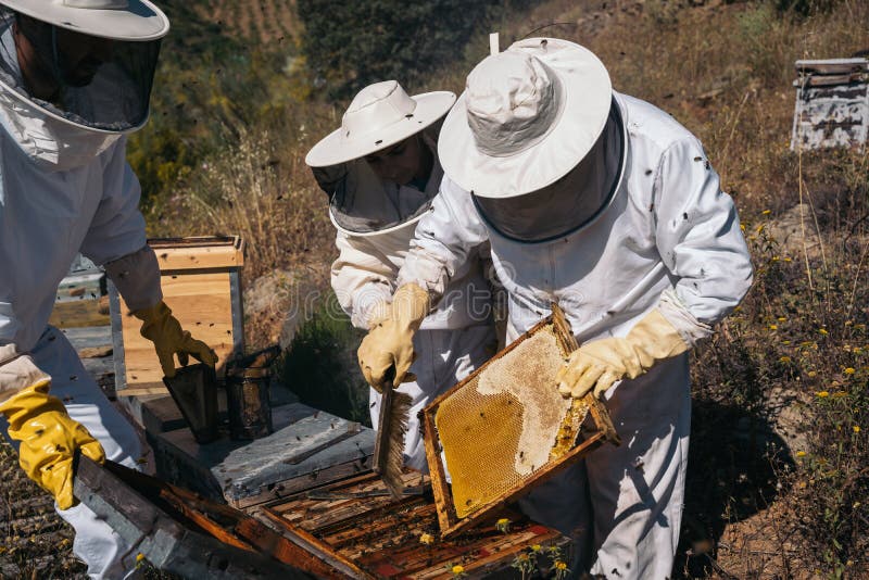 Apicoltori che lavorano per la raccolta del miele. concetto di apicoltura biologica. fotografia stock libera da diritti