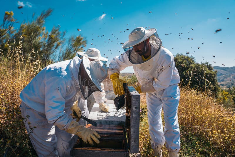 Apicoltori che lavorano per la raccolta del miele. concetto di apicoltura biologica. fotografie stock