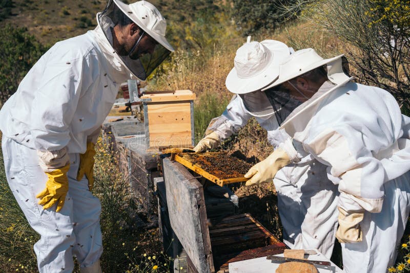 Apicoltori che lavorano per la raccolta del miele. concetto di apicoltura biologica. fotografia stock