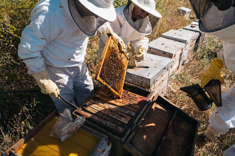 Apicoltori che lavorano per la raccolta del miele. concetto di apicoltura biologica. immagine stock