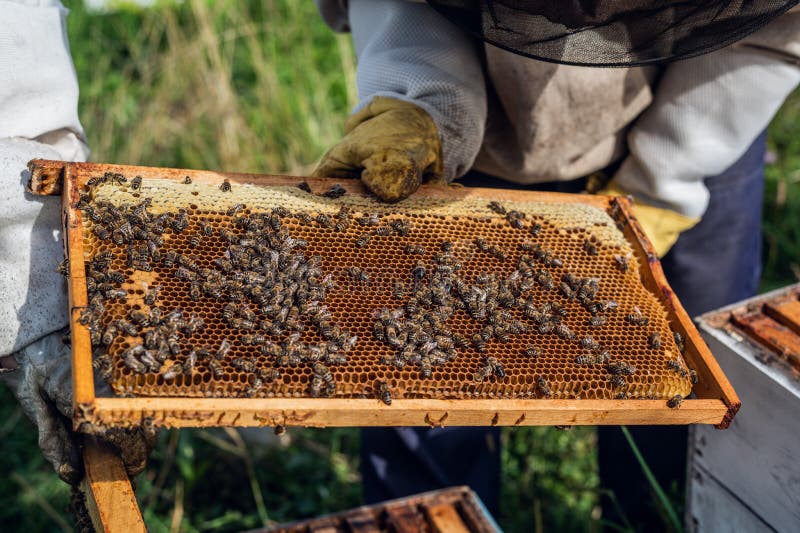 Apicoltori che riversano i vassoi a nido d'ape con api da miele negli apicoltori che si preparano a raccogliere miele all'apice immagine stock libera da diritti