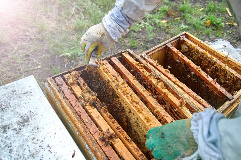 Apicoltori in guanti e un costume da apicoltore controlla gli alveari con le api, preparandosi alla raccolta del miele, badando a immagini stock libere da diritti