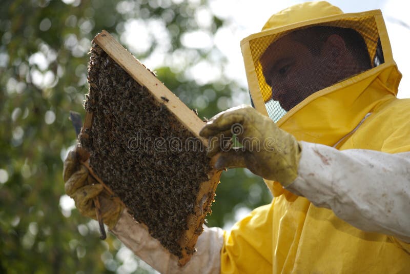 Apiculteur avec le nid d'abeilles image stock Apiculteur avec le nid d'abeilles image stock