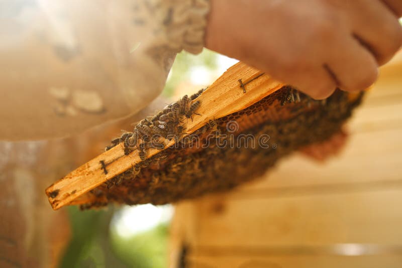 Apicultor que guarda o favo de mel com abelhas Apicultura honeybee foto de stock royalty free Apicultor que guarda o favo de mel com abelhas Apicultura honeybee foto de stock royalty free