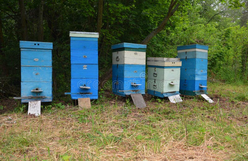 Colmenas De Abejas En El Colmenar. Colmenas De Madera Pintadas Con