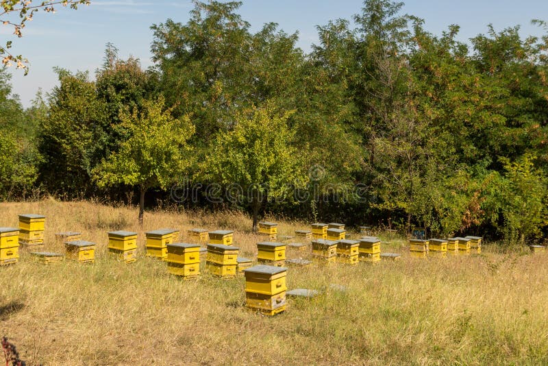 Apiculture. Rows of bee hives in a meadow royalty free stock image Apiculture. Rows of bee hives in a meadow royalty free stock image