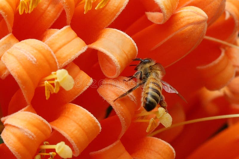 A bee is gathering honey on a flaming trumpet