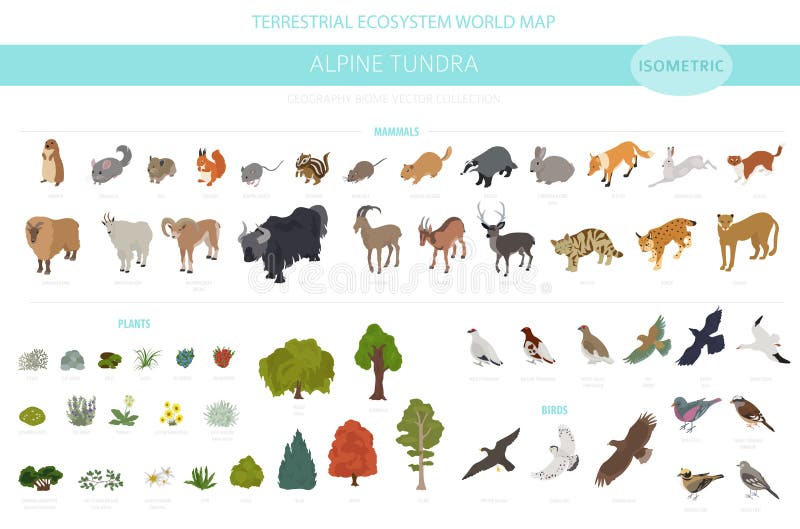 Apine tundra biome región natural infografía isométrica. mapa mundial de ecosistemas terrestres. conjunto de diseño de aves y plan