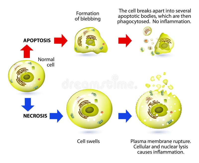 Apoptosis And Necrosis. Difference. Stock Vector Biology Diagrams