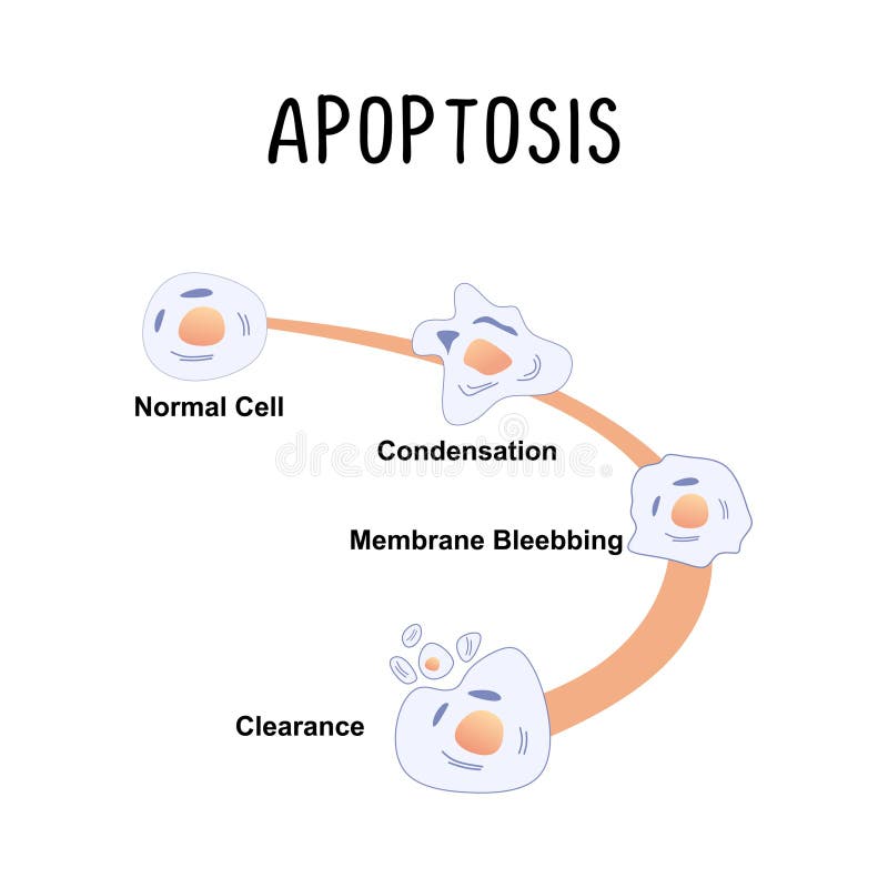Apoptosis (Programmed Cell Death): the Natural Process of Cell Death ... Biology Diagrams