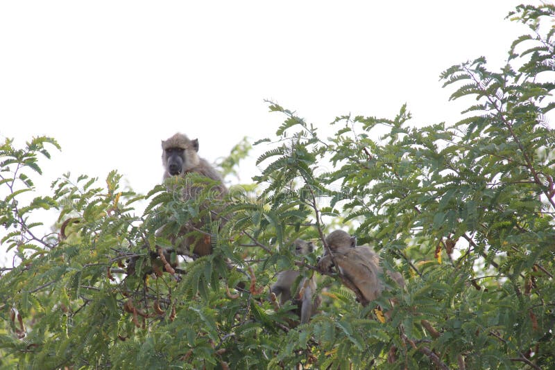 Apor på den Ruaha nationalparken, Tanzania East Africa royaltyfri fotografi Apor på den Ruaha nationalparken, Tanzania East Africa royaltyfri fotografi