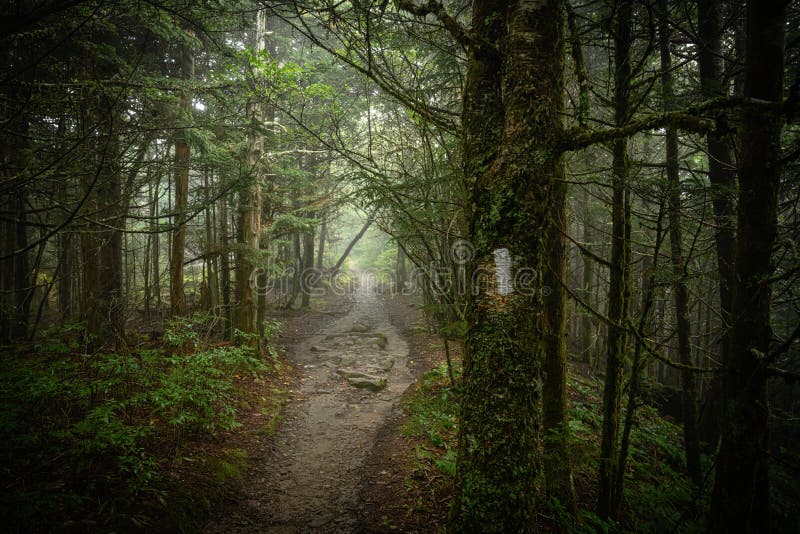 Appalachian Trail Blaze on Mossy Tree