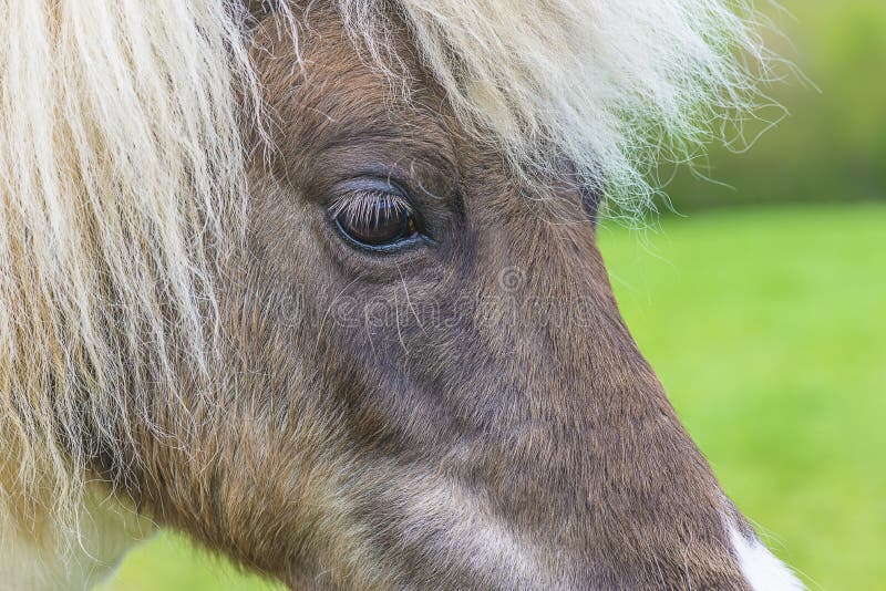 Head of horse close up