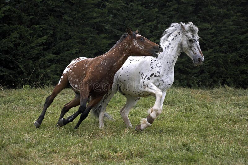 Foto de Cavalo Appaloosa Corre Galope No Prado No Verão e mais fotos de  stock de Cavalo Appaloosa - Cavalo Appaloosa, Animal, Animal de estimação -  iStock