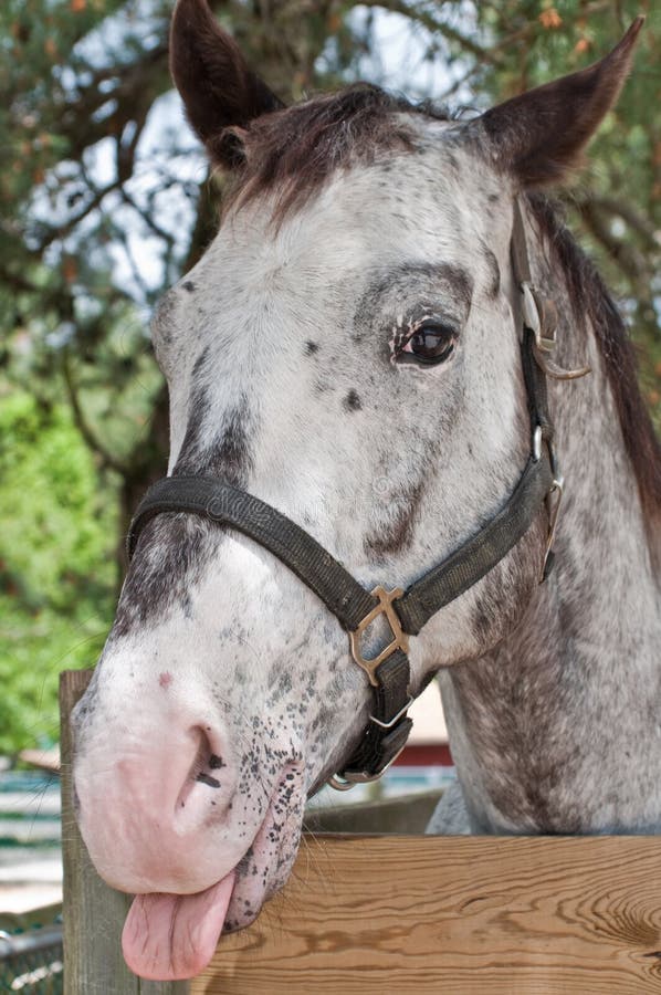 1,243 Horse Tongue Photos Free & RoyaltyFree Stock Photos from