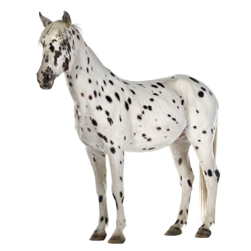 Appaloosa horse