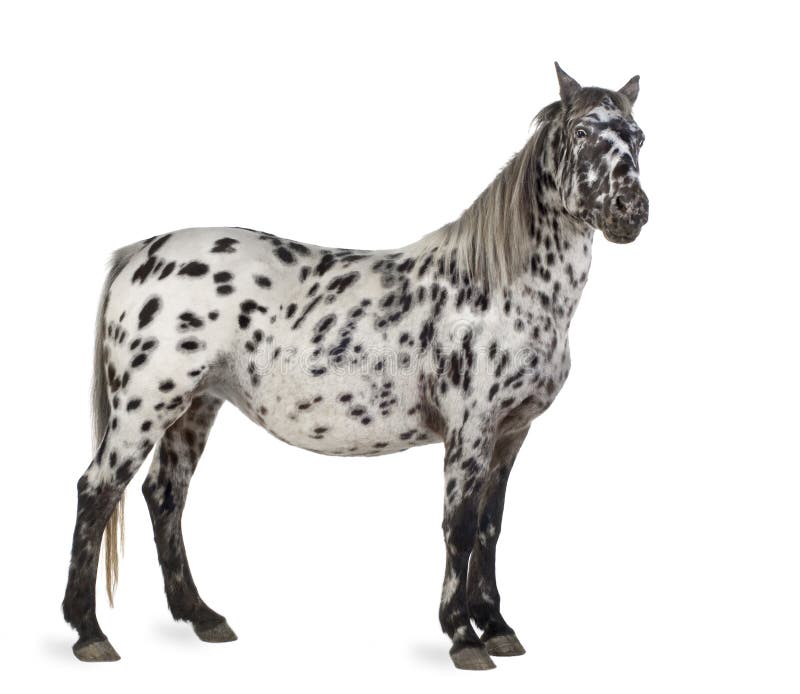 Appaloosa horse