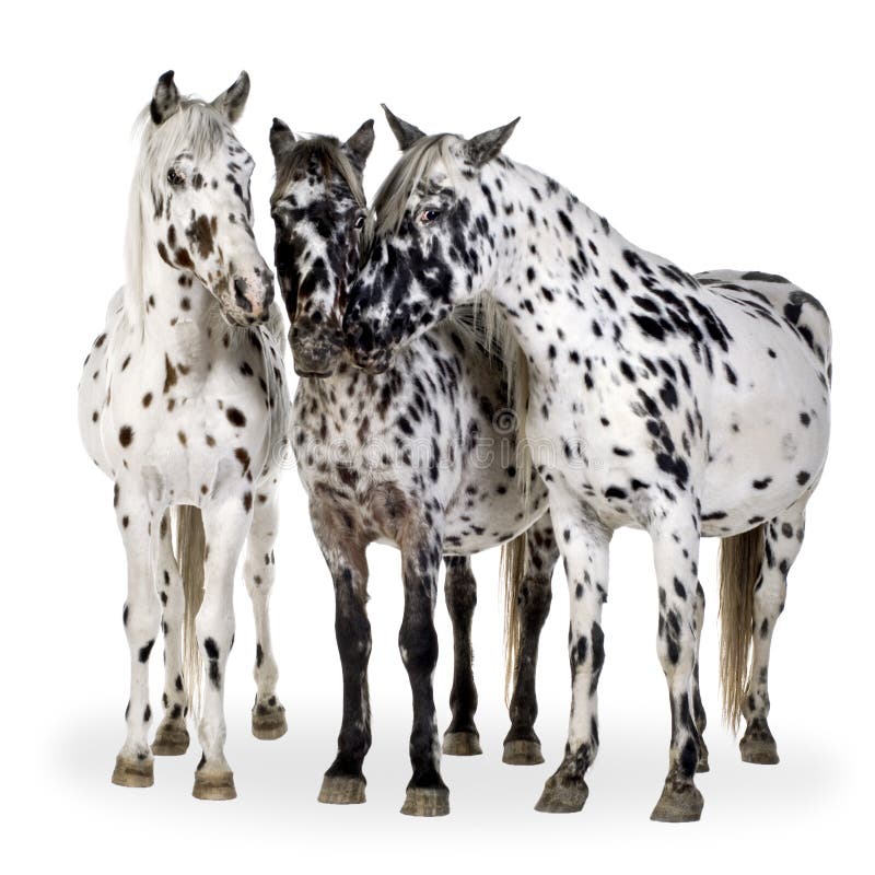 Appaloosa horse