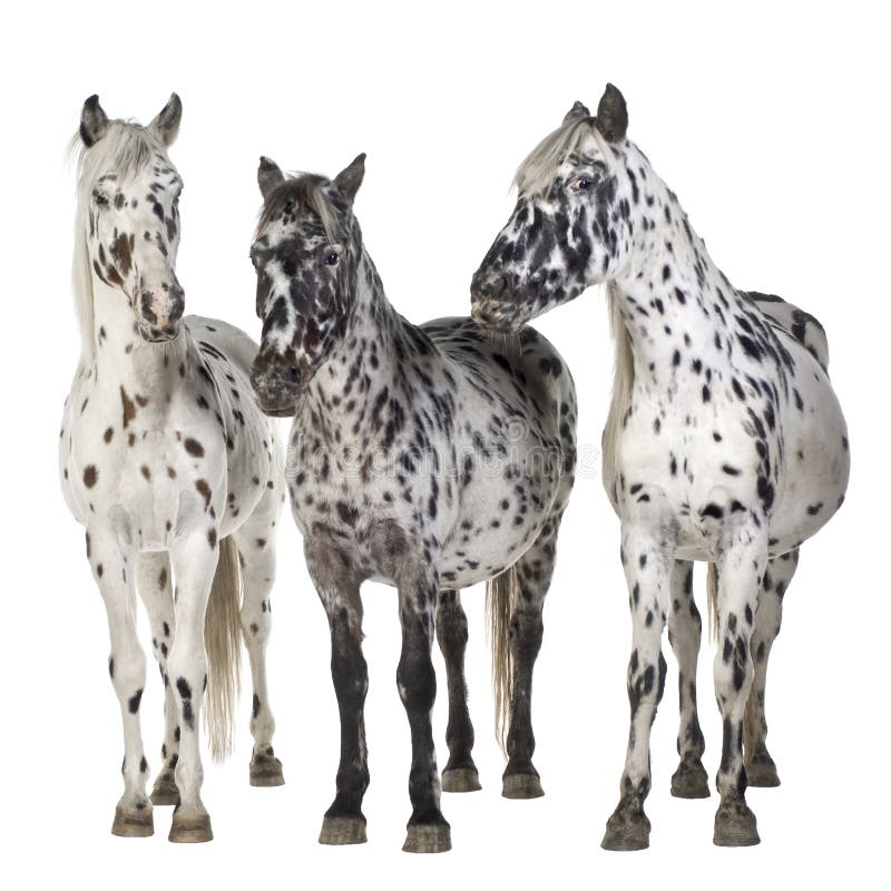 Appaloosa horse