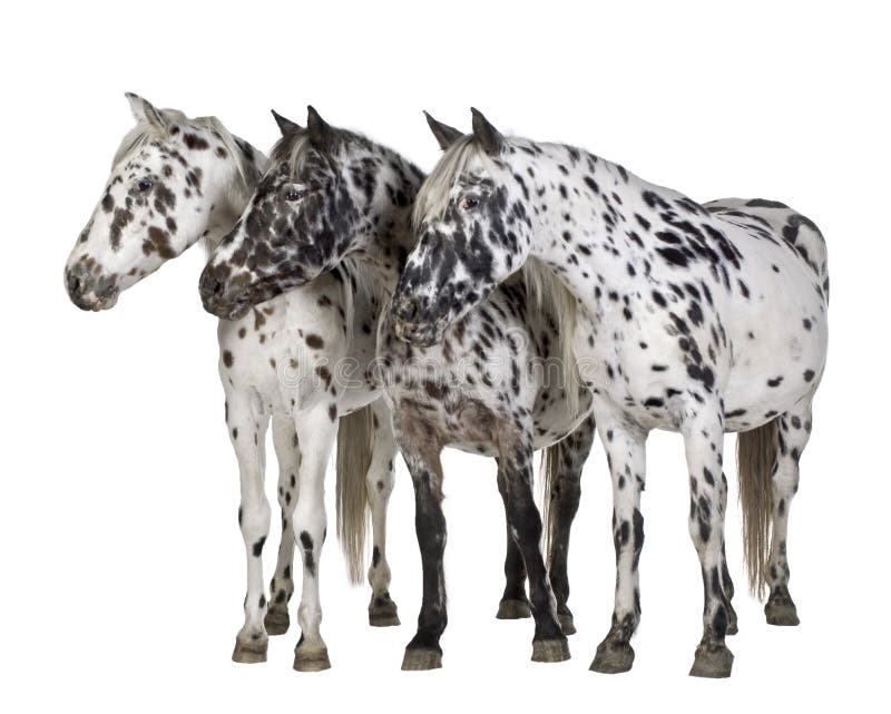 Old Appaloosa horse Stock Photo - Alamy