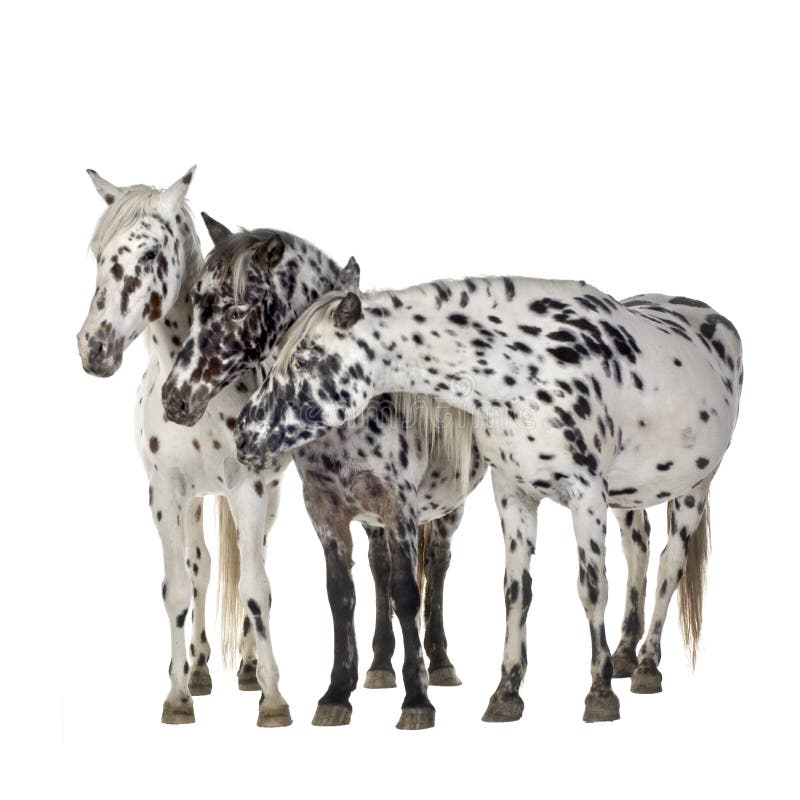 Appaloosa horse