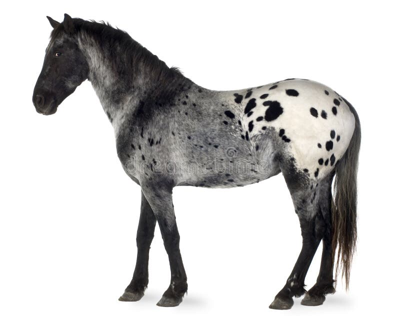 Appaloosa Horse Breed Profile