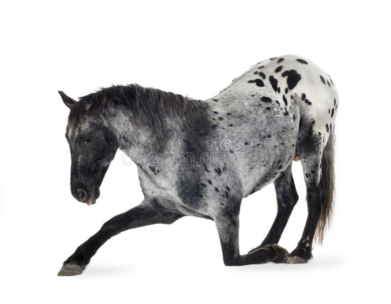 Appaloosa horse