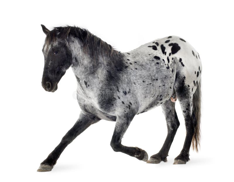 Appaloosa horse