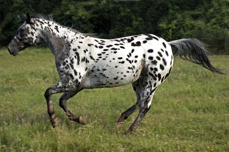 557 Appaloosa Horses Stock Photos - Free & Royalty-Free Stock Photos from  Dreamstime