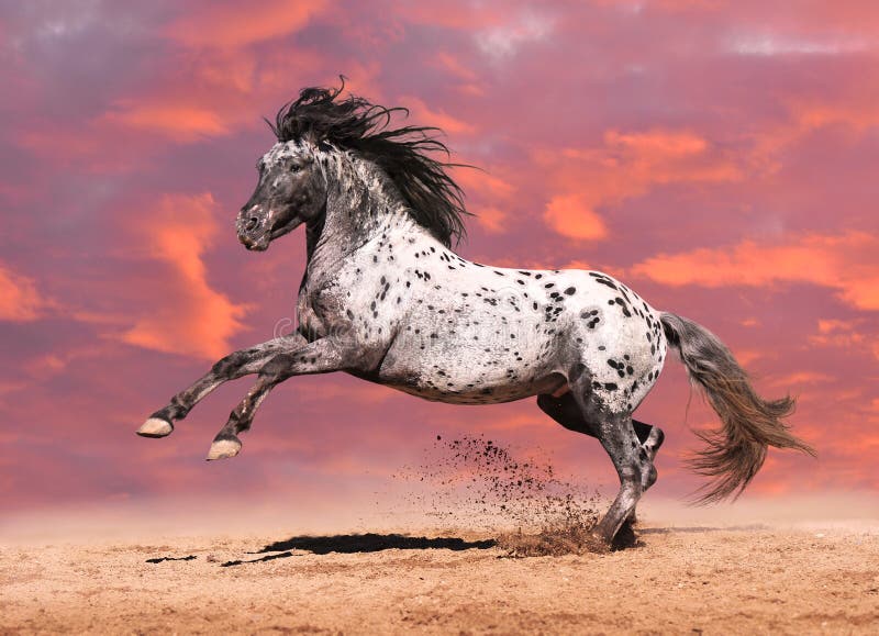 1,400+ Appaloosa Horse Stock Photos, Pictures & Royalty-Free Images -  iStock