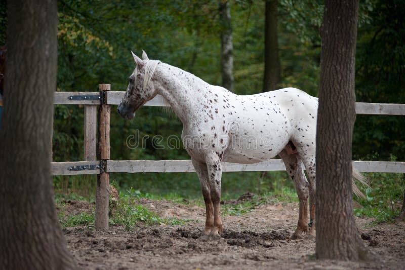 Appaloosa horse portrait in summer royalty free stock photo